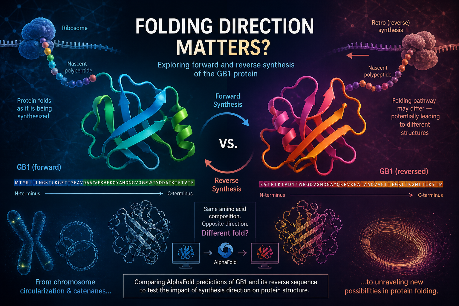 The direction of protein folding may matter towards the ultimate structure for the same AA sequence