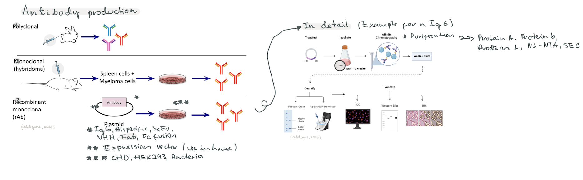 Protein structure