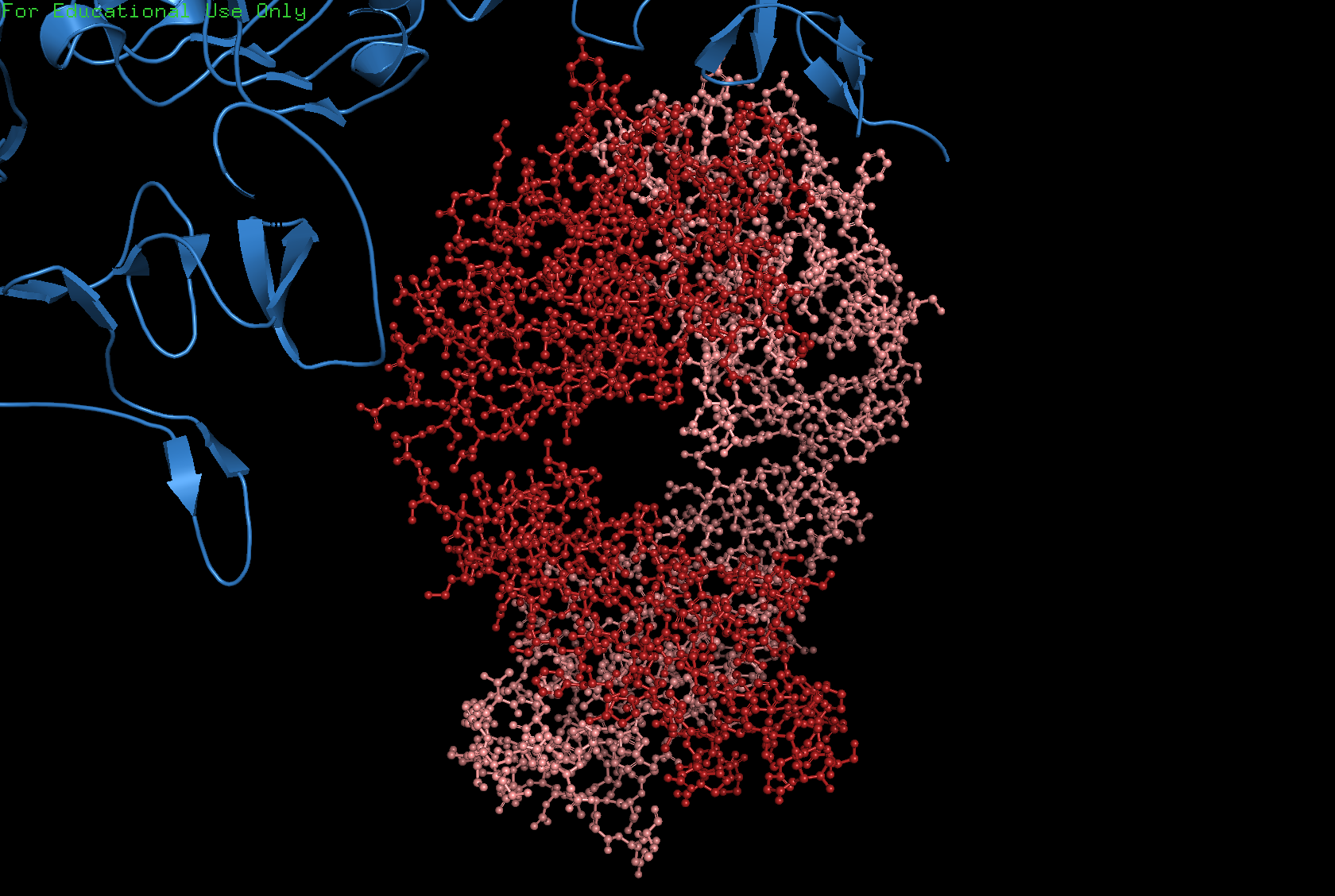 Ball and stick visualization of trastuzumab