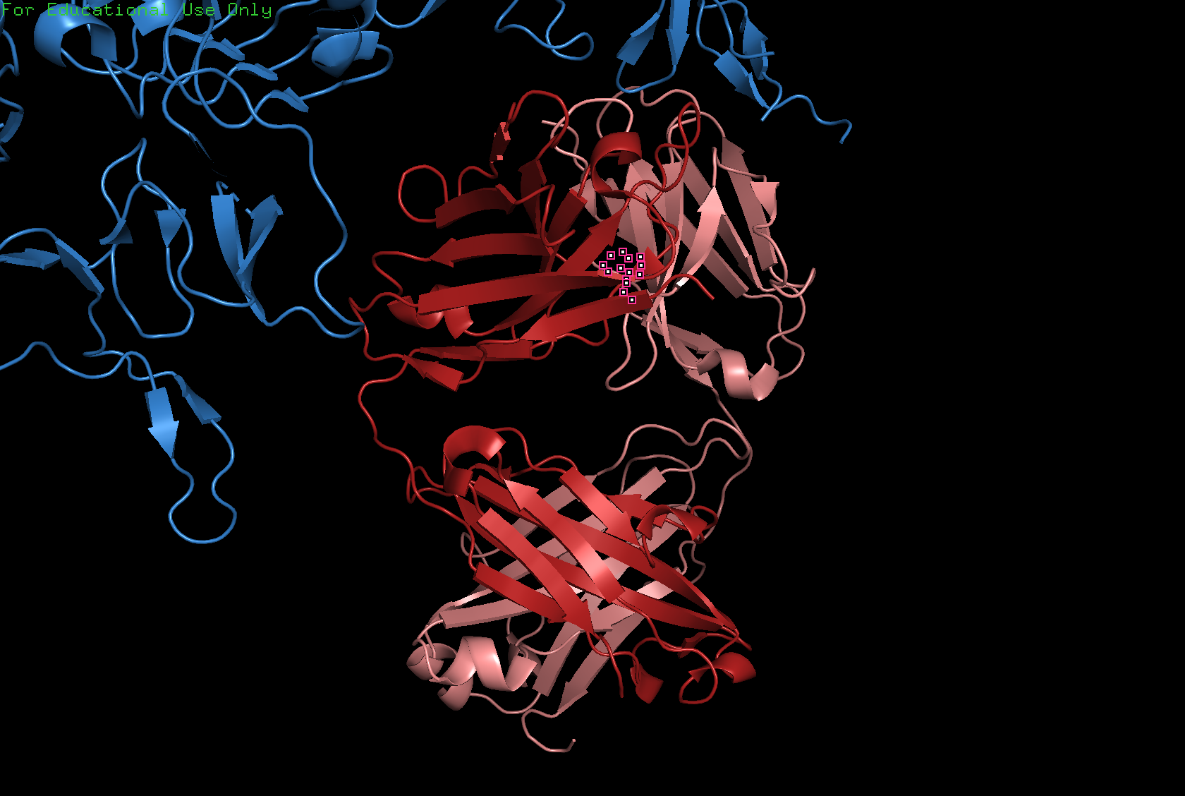 Cartoon visualization of trastuzumab