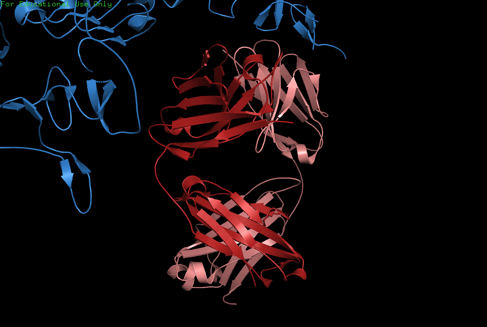 Ribbon visualization of trastuzumab