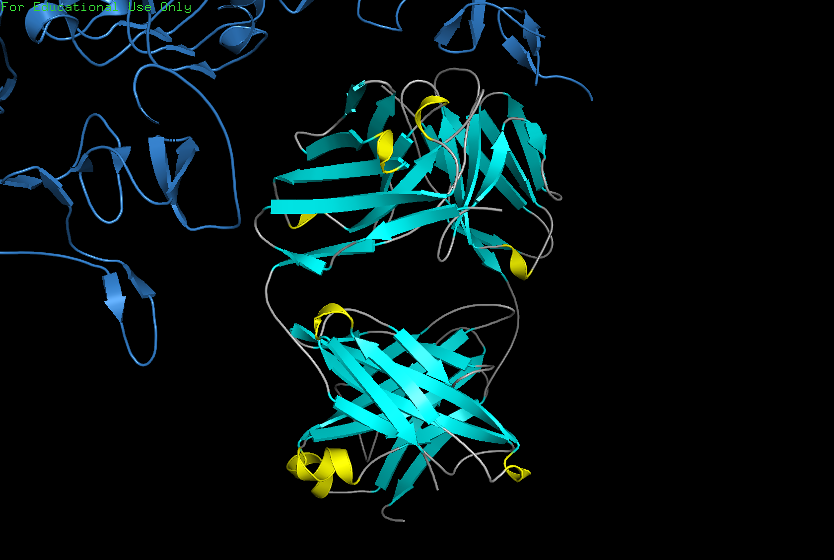 Secondary structure coloring of trastuzumab