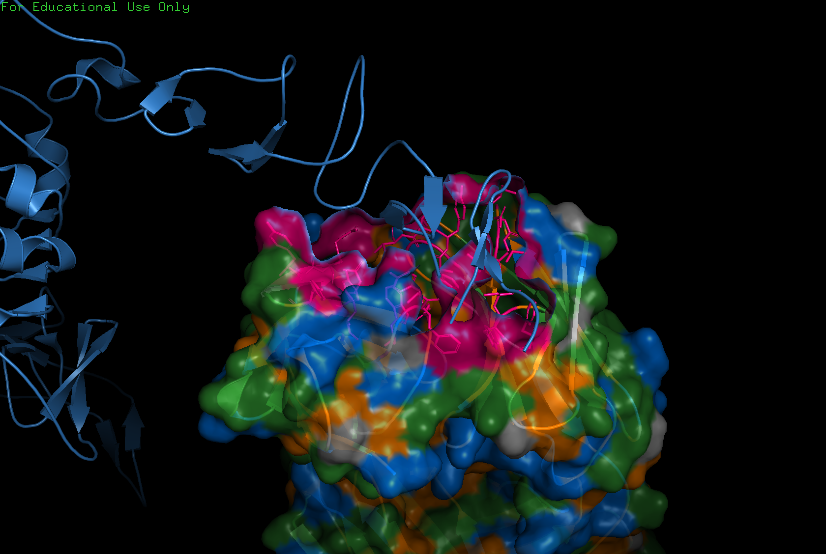 Surface visualization showing binding pockets