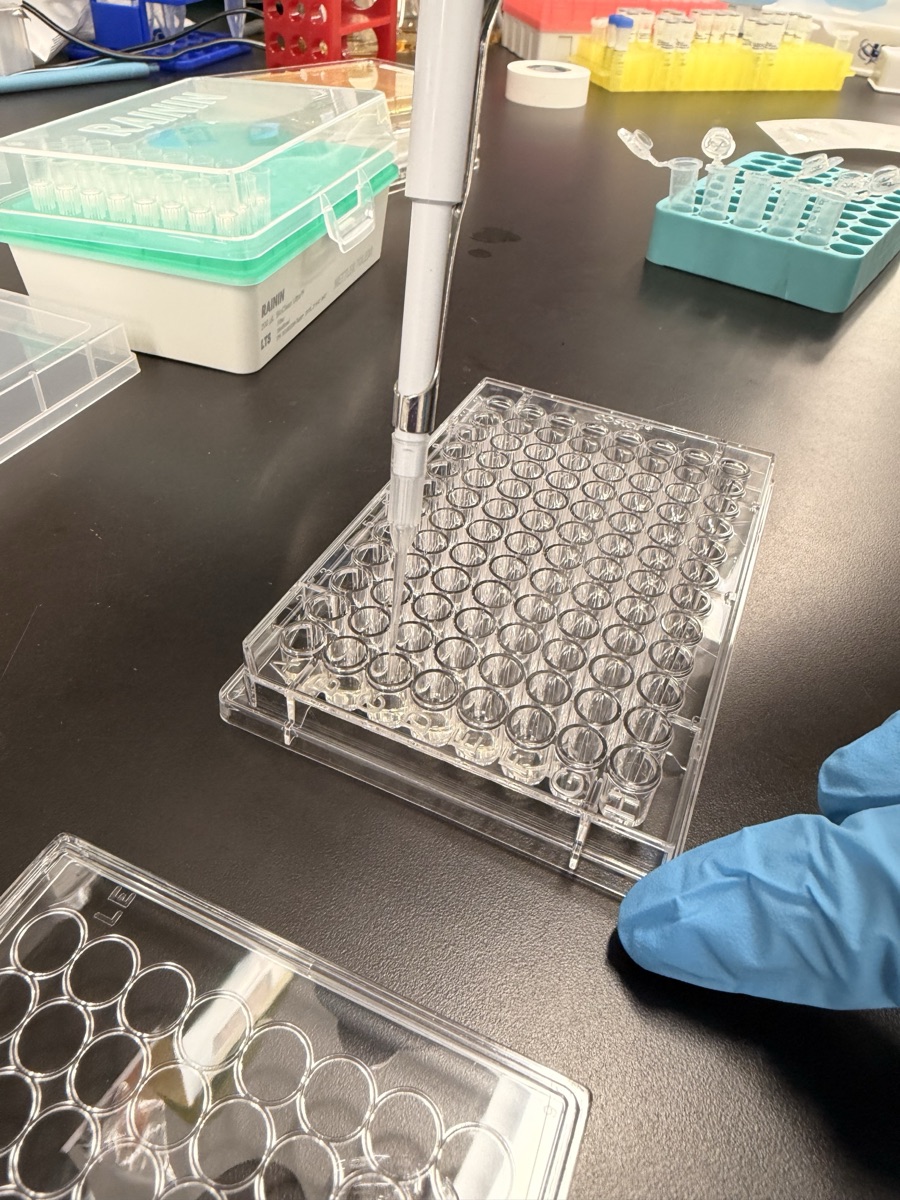 Spiking crude lysate into the bacterial test plate for OD600 readout