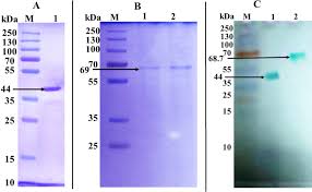 SDS-PAGE gel of PprI