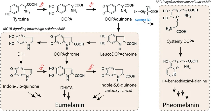 Eumelanin biosynthesis pathway