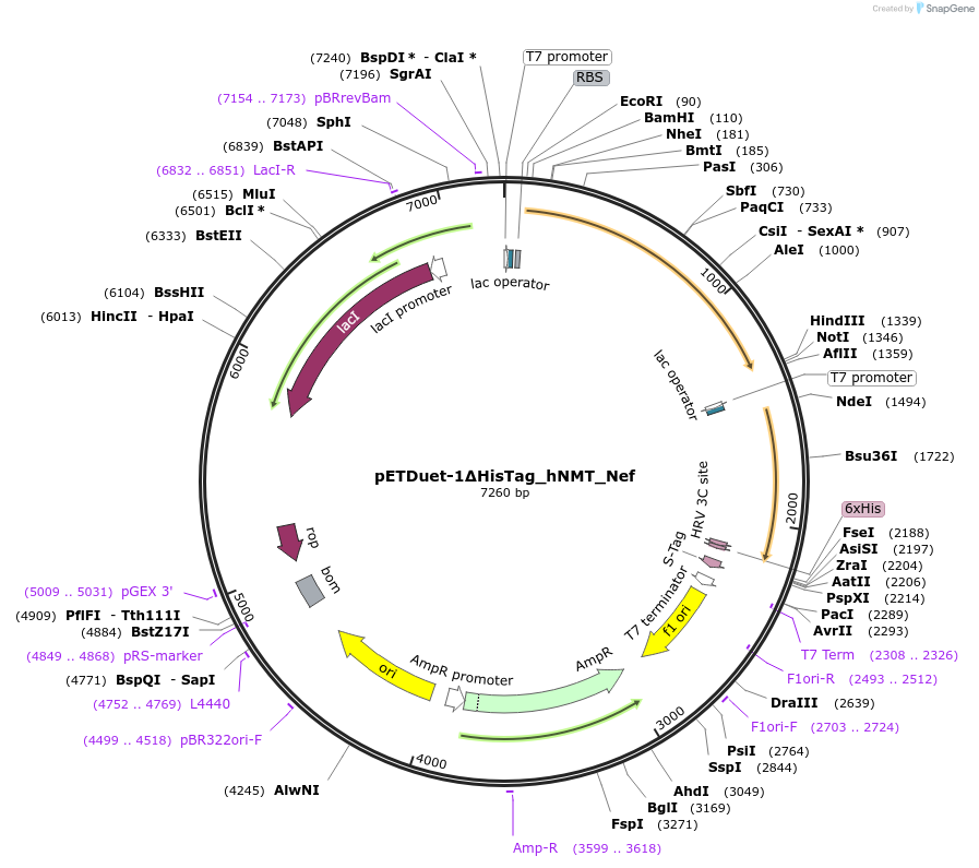 Map of pETDuet-1 plasmid with two cassettes