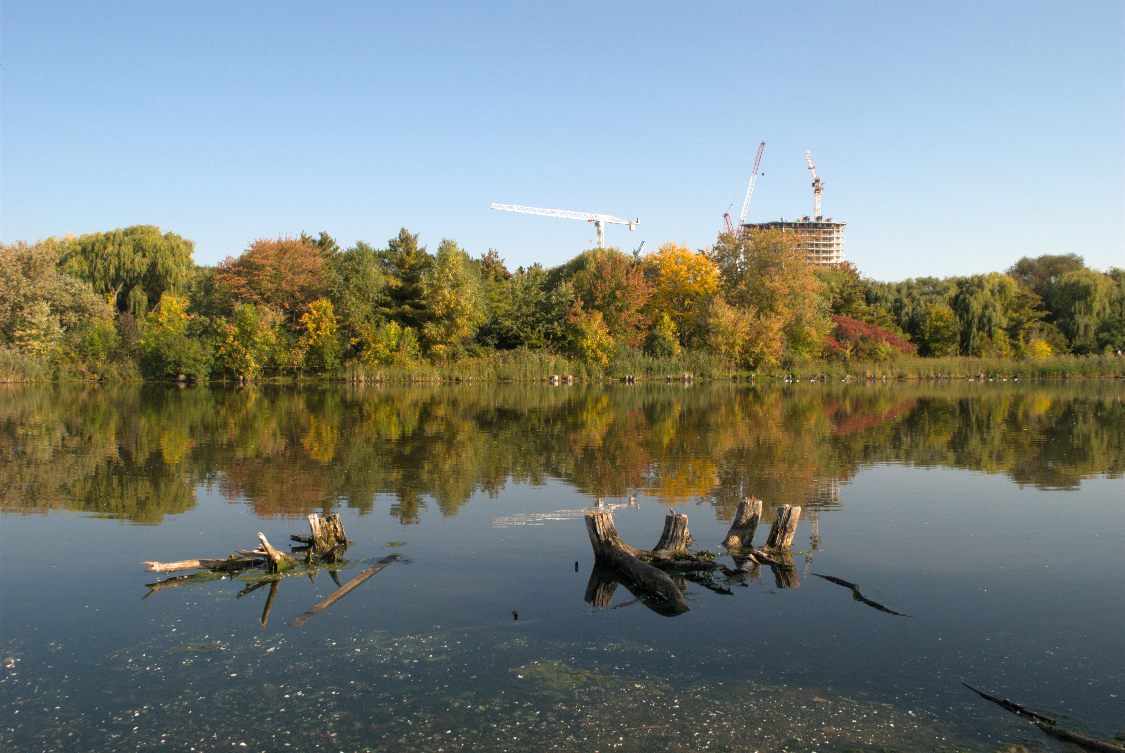 Cover image of a lake with deciduous trees with a condo in construction in the background and some driftwood in the foreground.