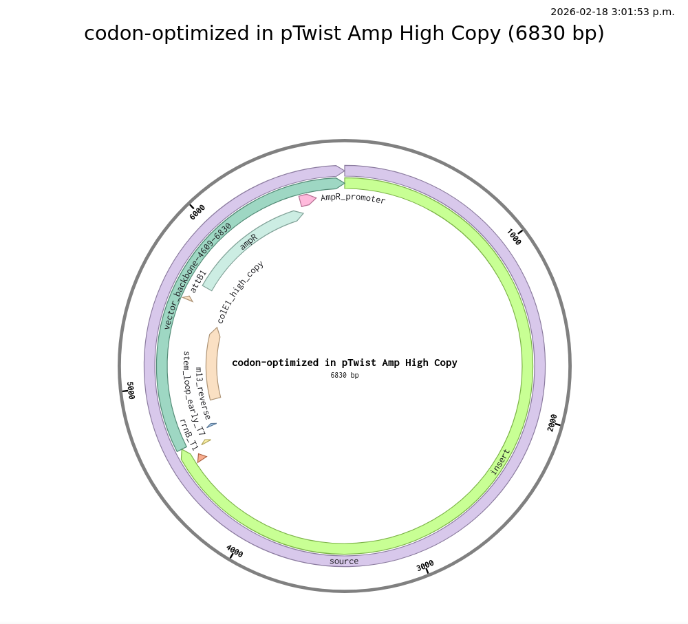Plasmid in Benchling