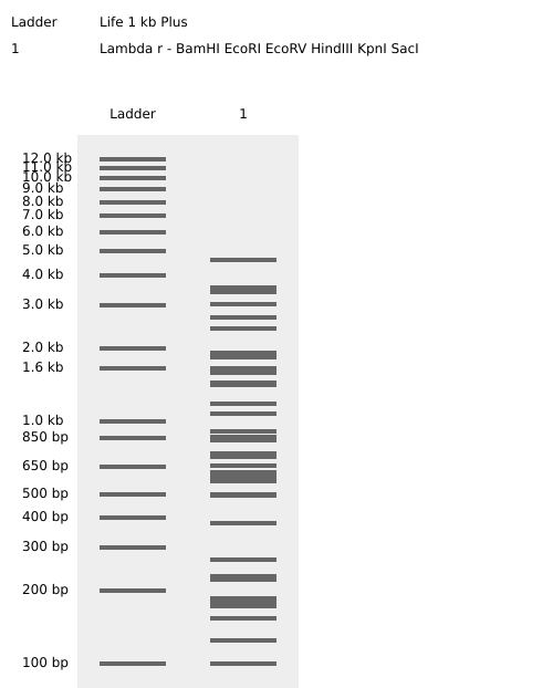 Digestion of the lambda genome