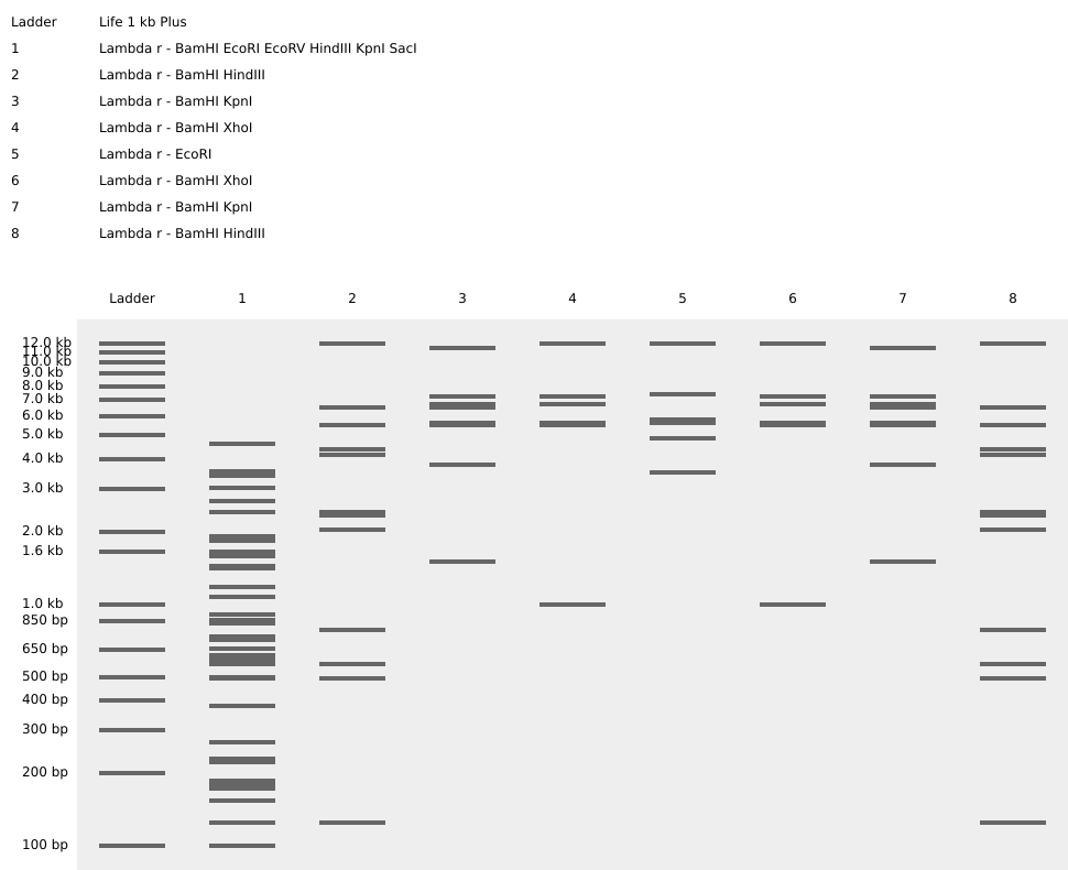 Digestion of the lambda genome