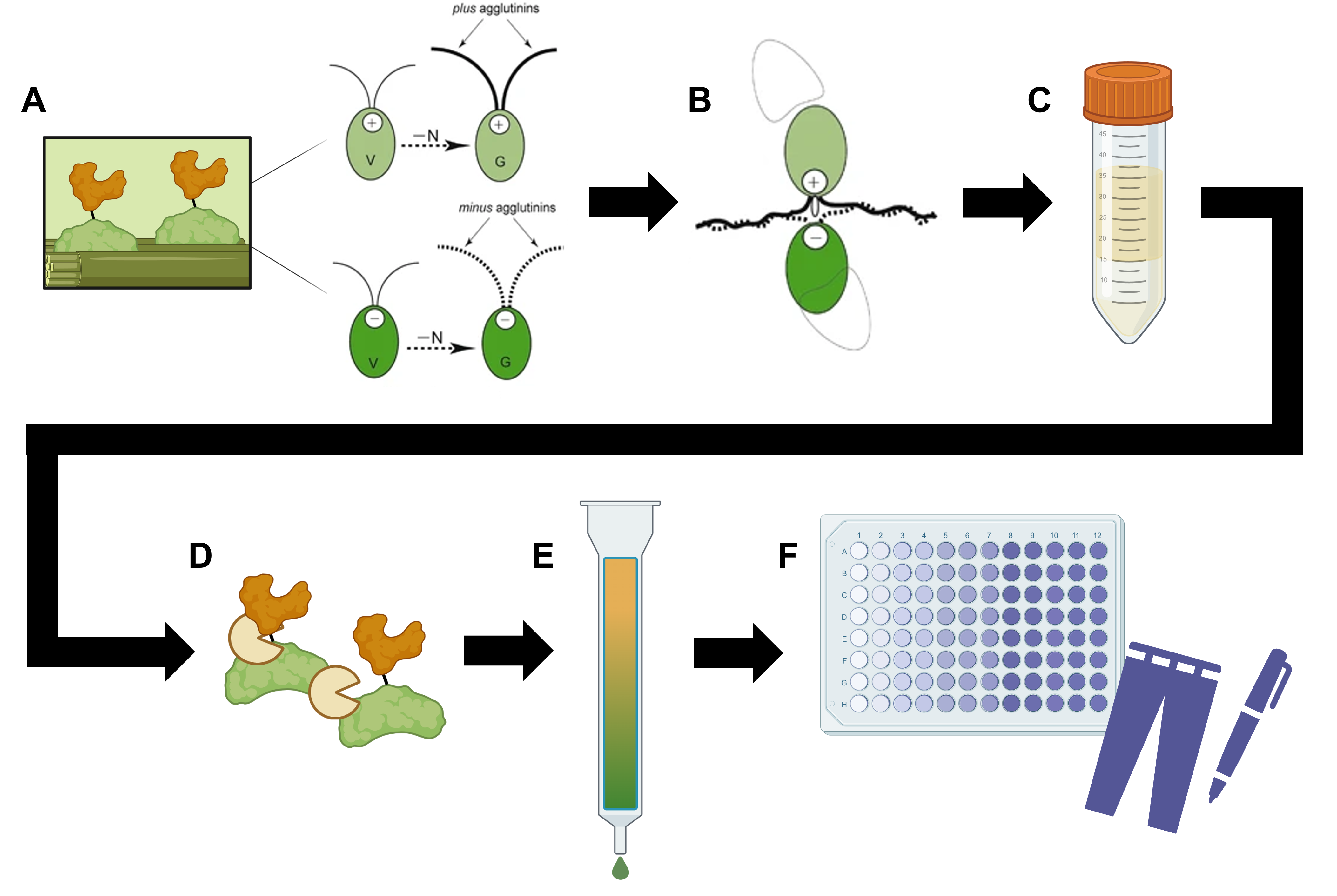 Microalgae cell wall harvesting project
