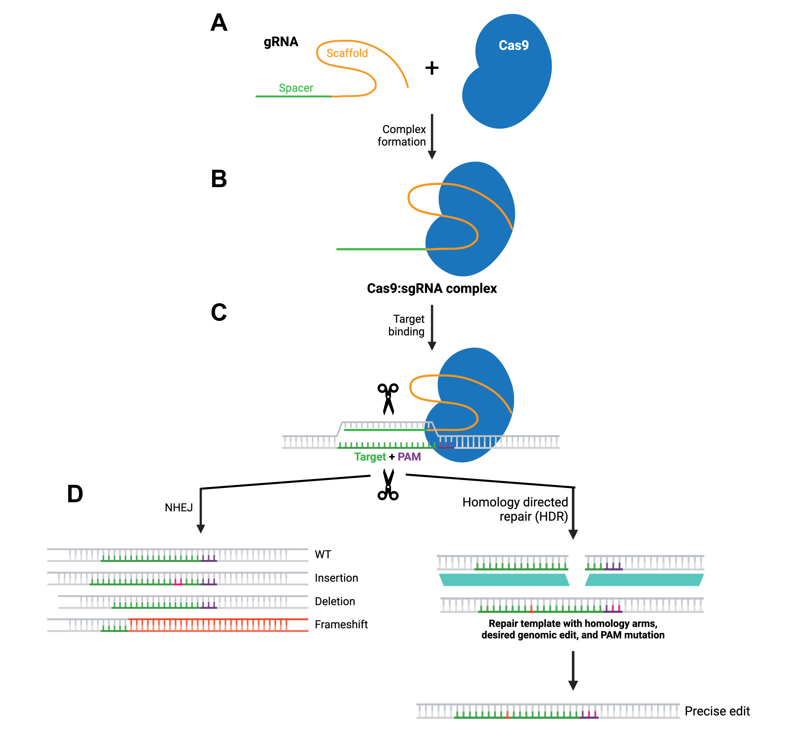 CRISPR-Cas mechanism