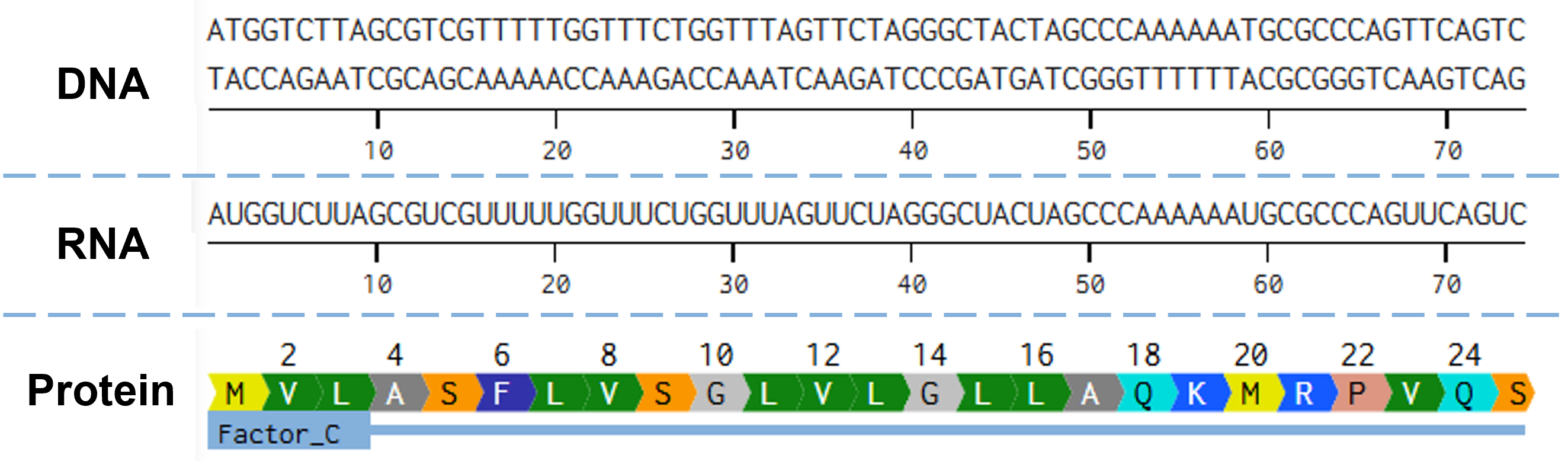 Alignment of the gene, mRNA, and protein for CrFactor C