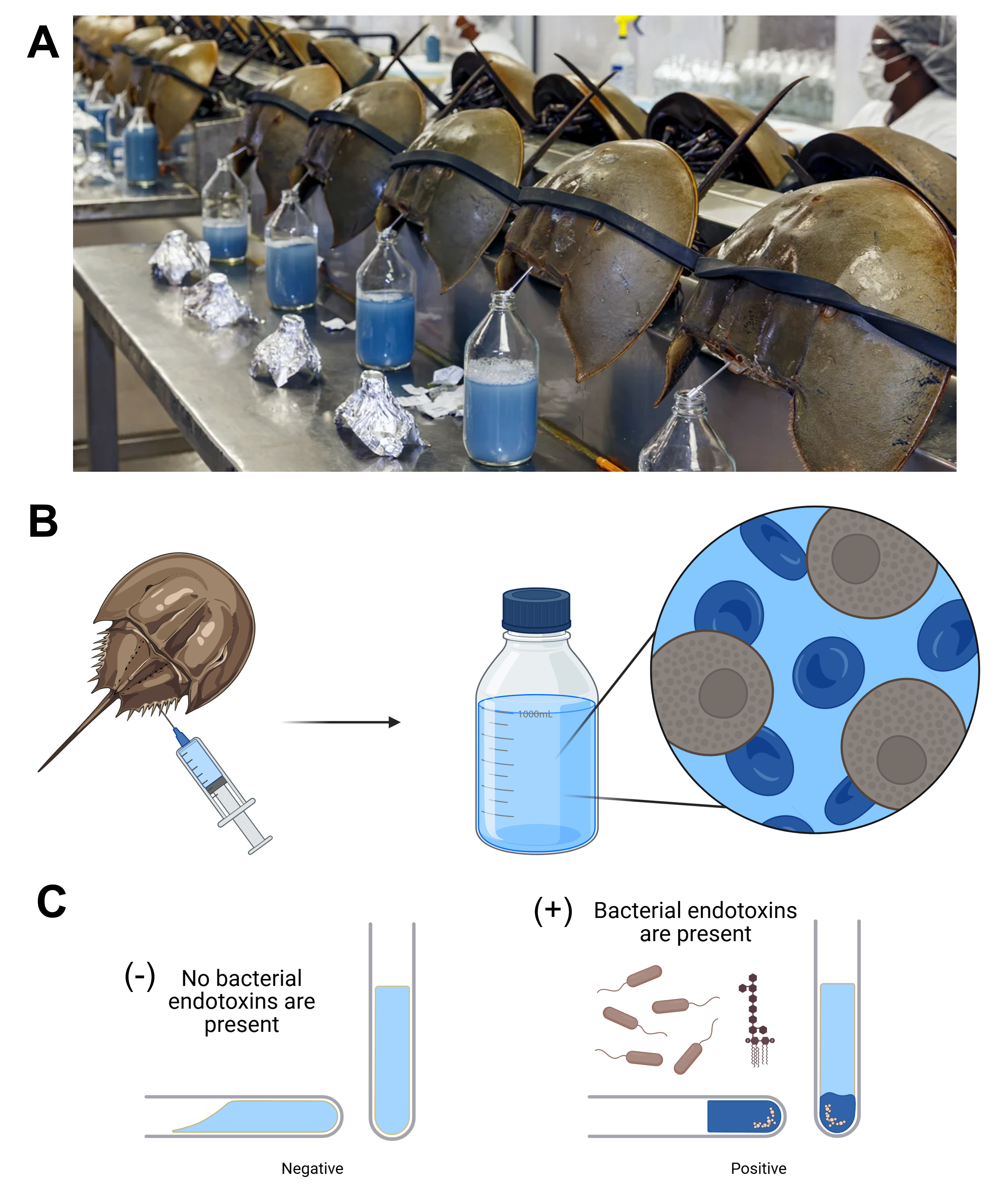 Endotoxin detection with horseshoe crab blood