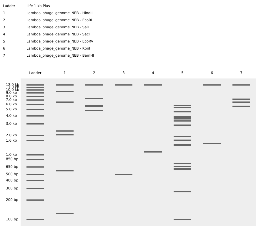 Virtual digest of lambda-phage&rsquo;s genome