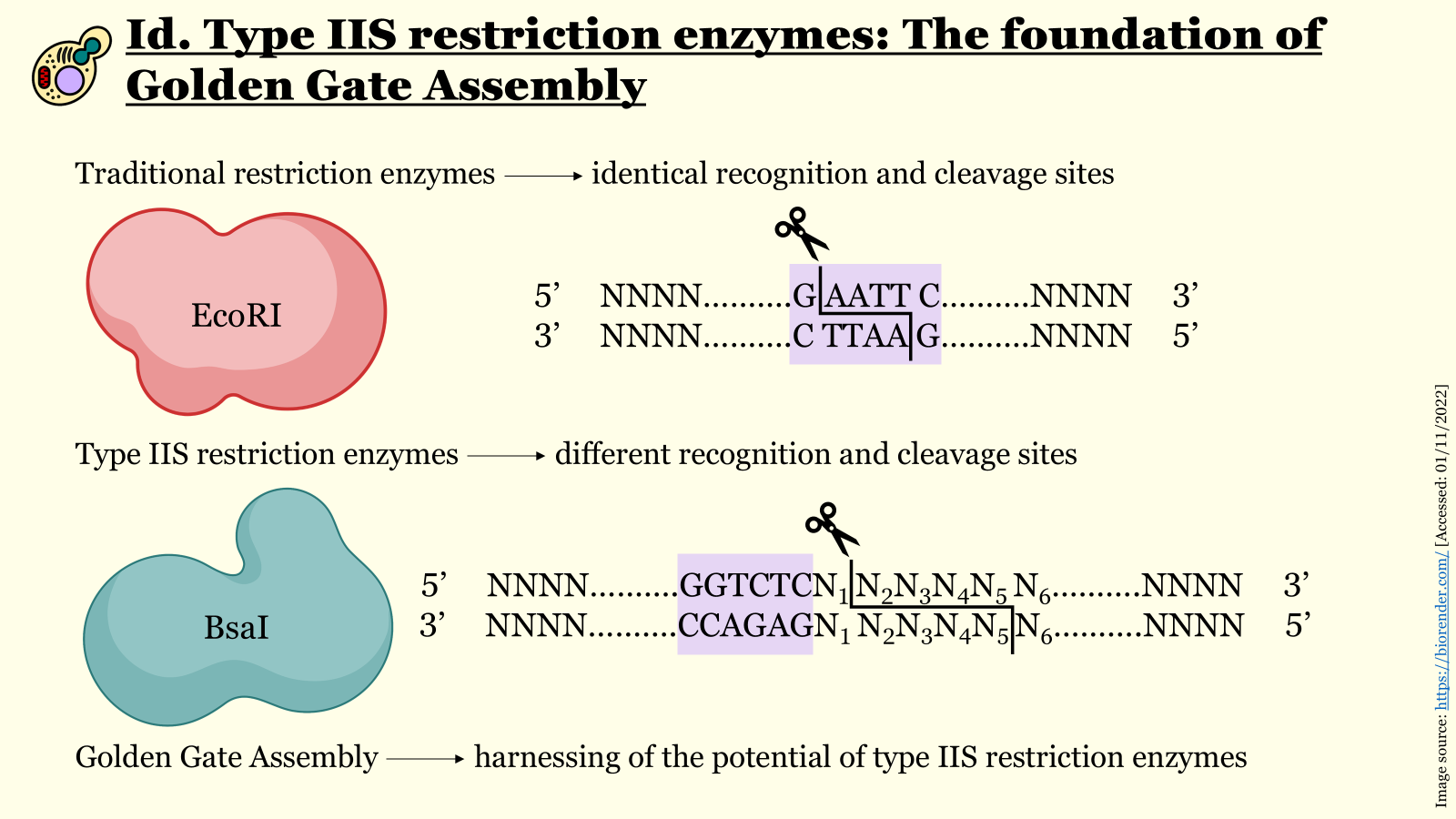 Traditional vs type IIS endonucleases