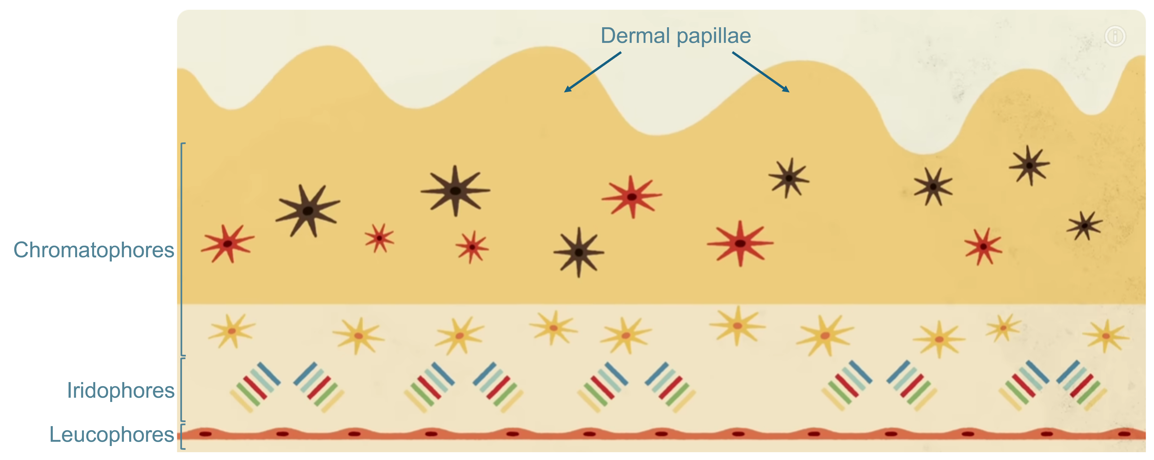 Cephalopod skin architecture