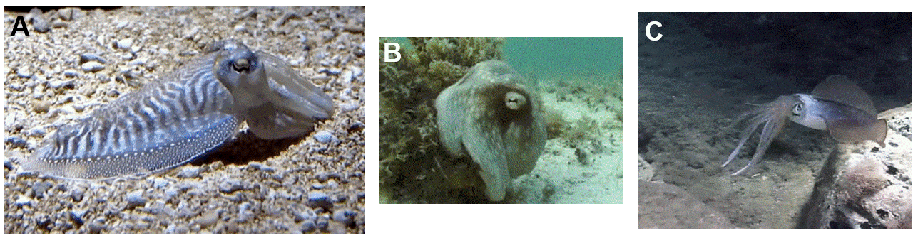 Cephalopods displaying camouflage