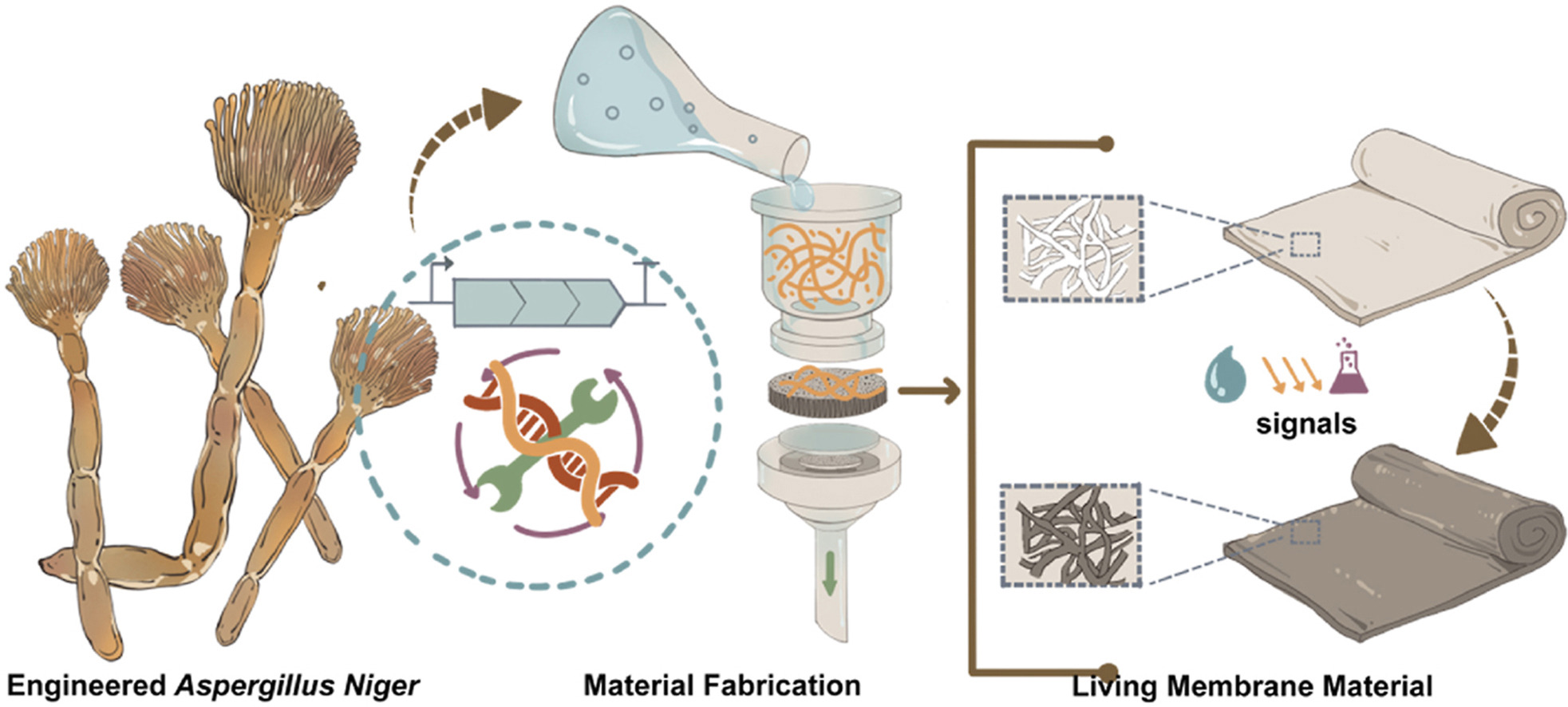 Graphical abstract for color-changing myco-material