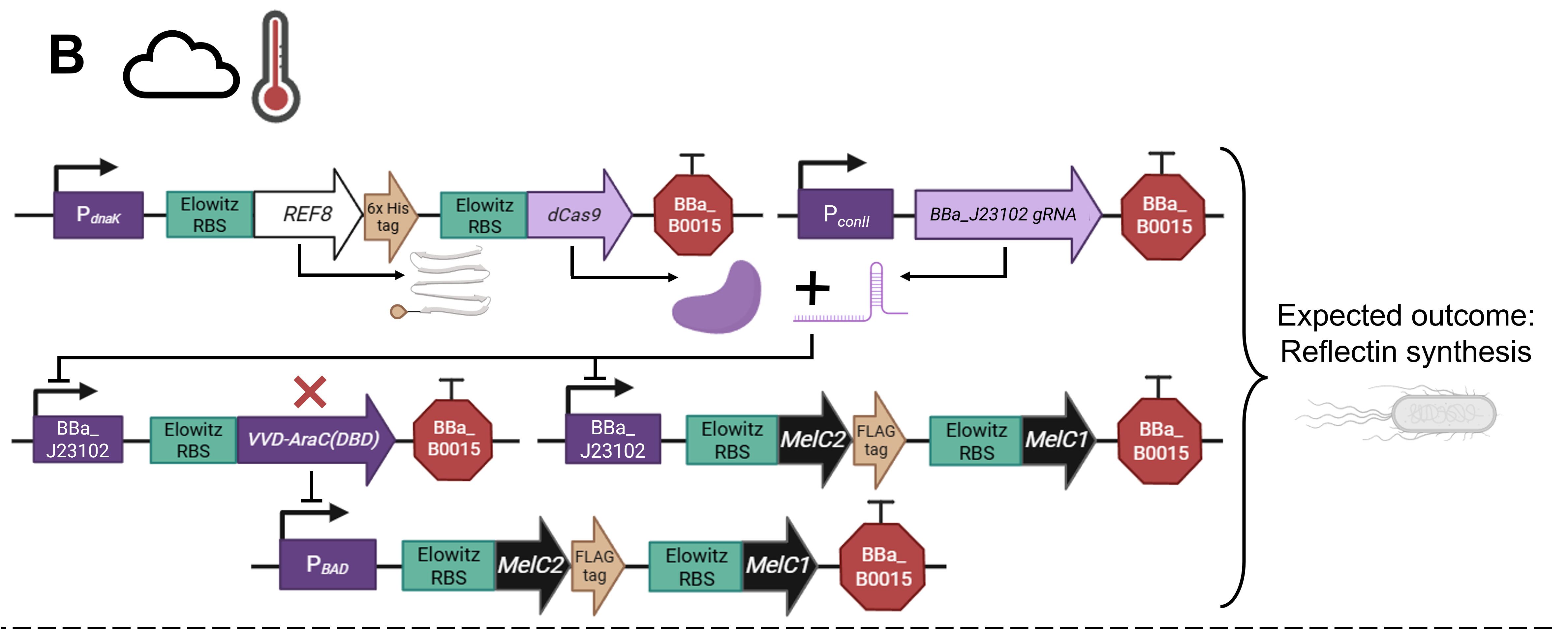 Result B in E. coli