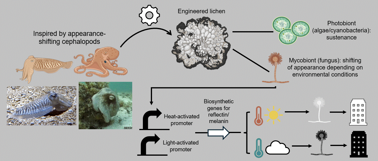 Graphical abstract for individual final project
