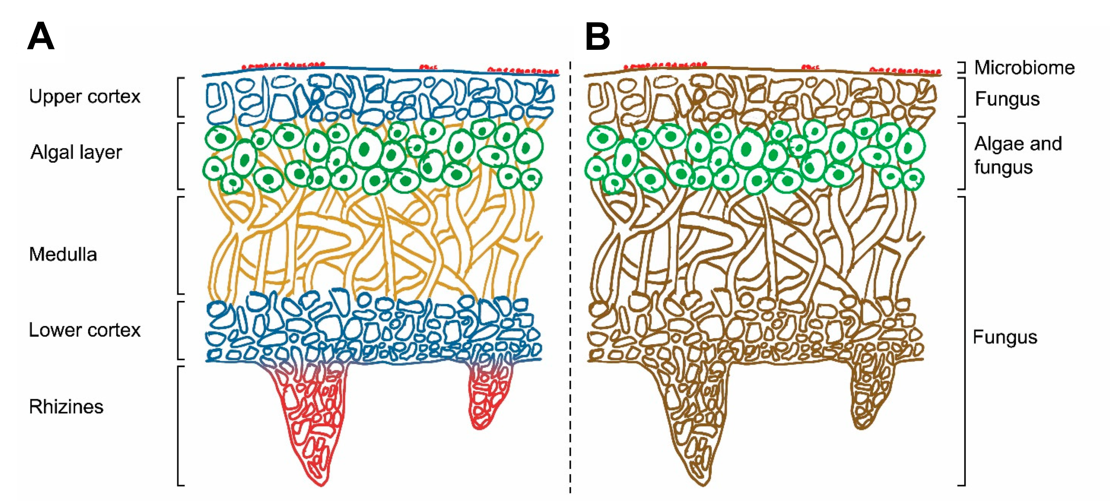 Lichen internal architecture