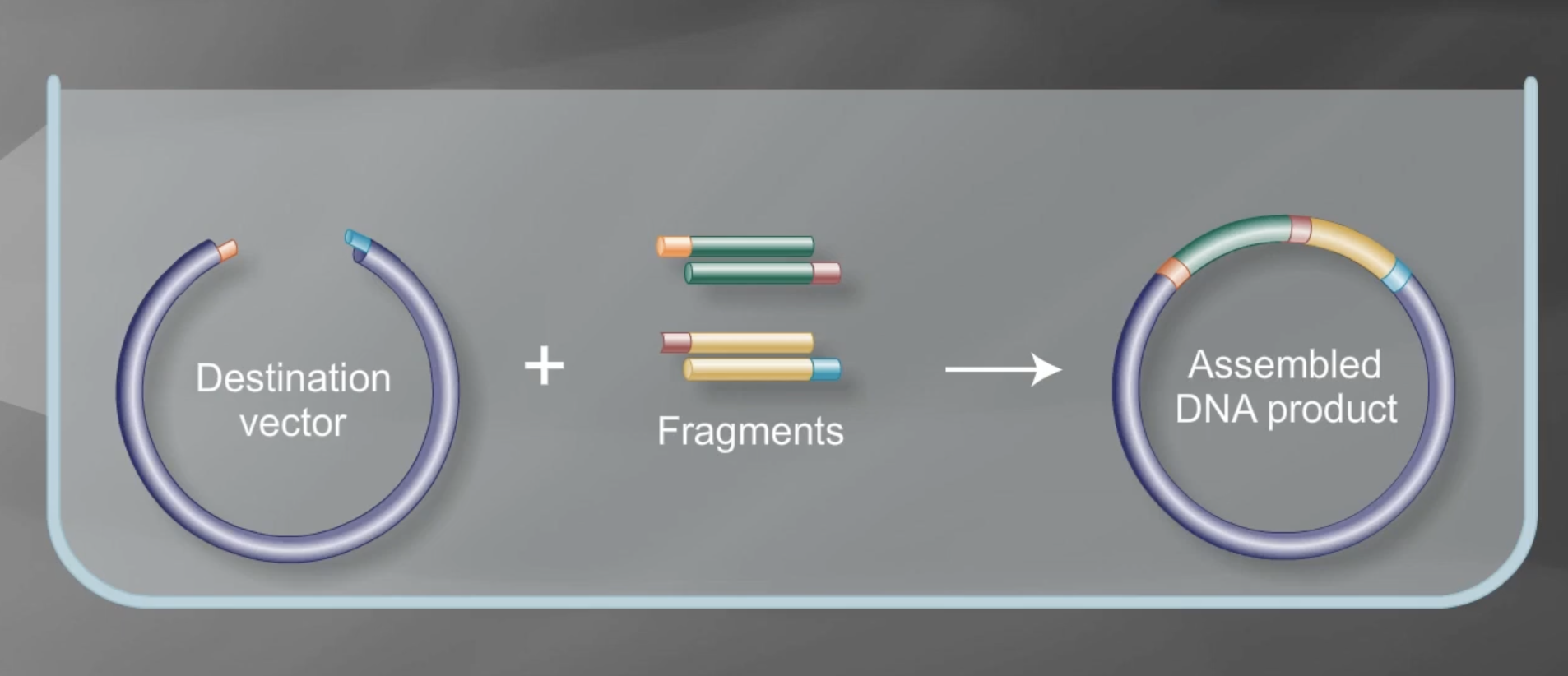 Golden Gate Assembly method