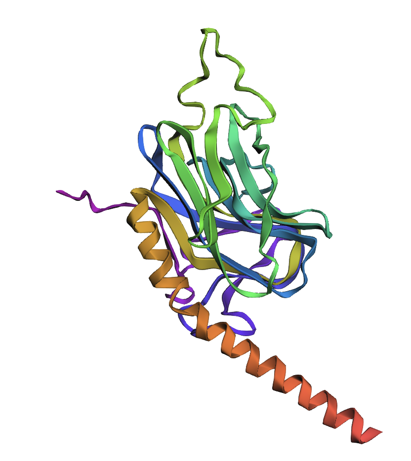 CALR Protein Folding