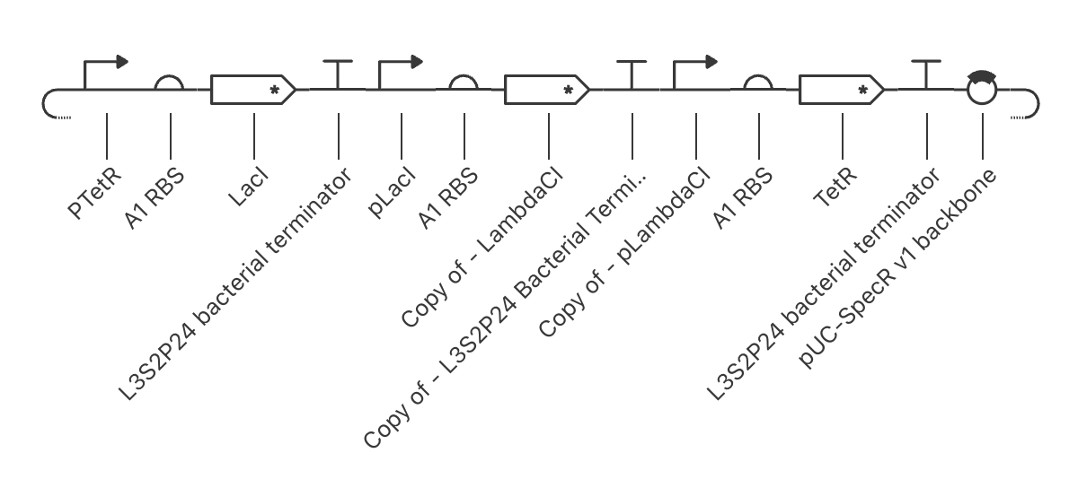 Replicated Repressilator