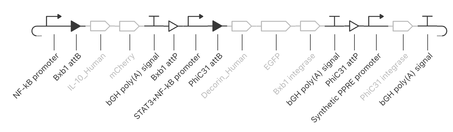 Three Phase Integrase Switch