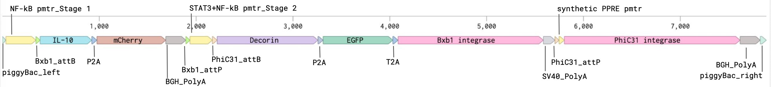 Designed genetic circuit