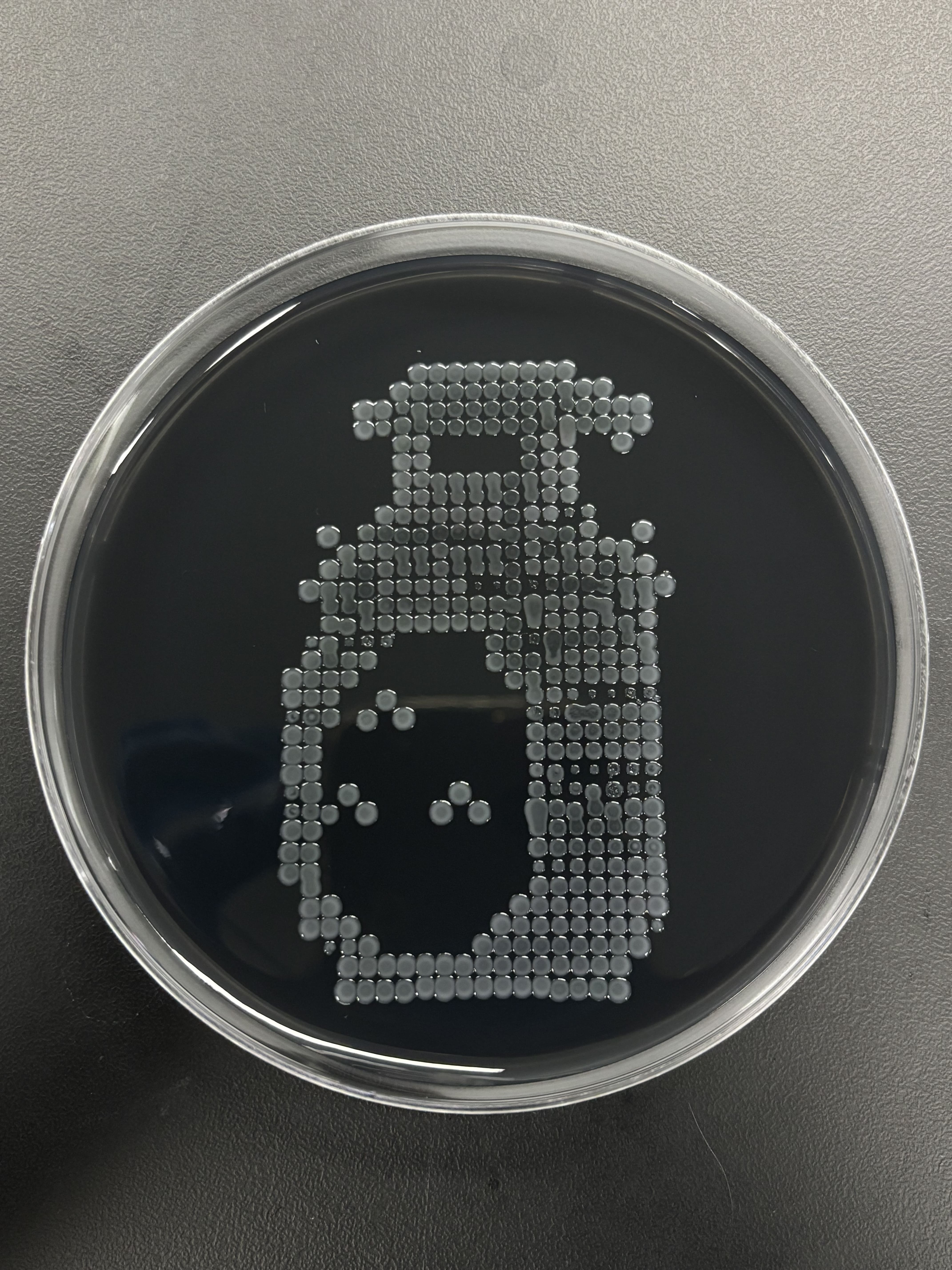 totoro