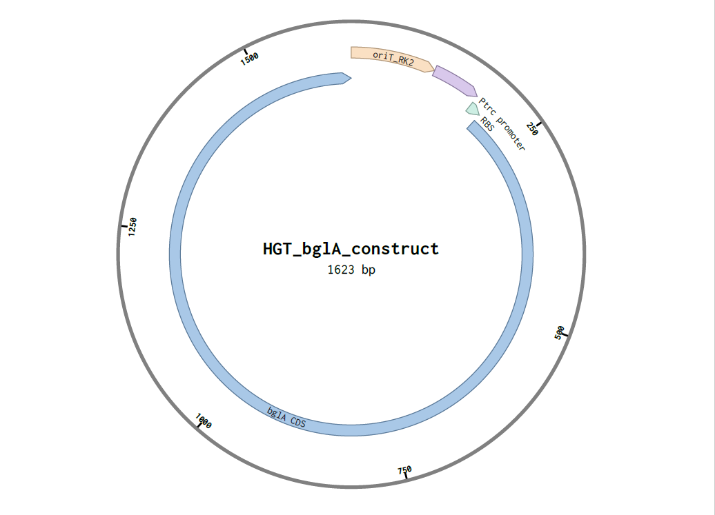 plasmid
