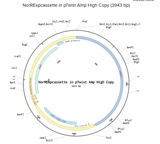 NorR inside pTwist Amp High Copy
