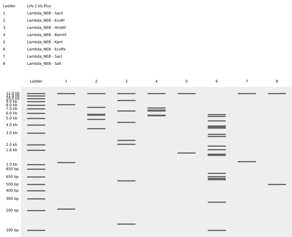 Lambda DNA virtual digestion
