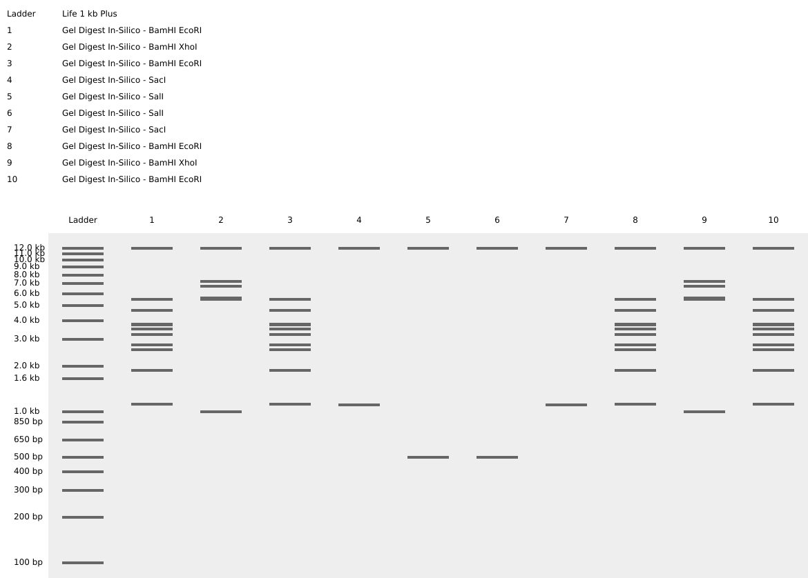 virtual_digest_sequence_Gel-Digest-In-Silico_1