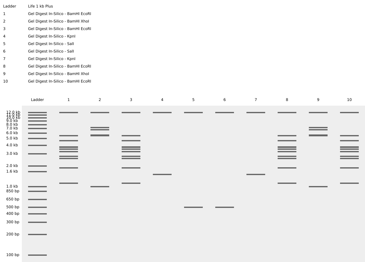 virtual_digest_sequence_Gel-Digest-In-Silico_2