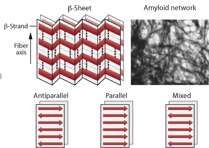 amyloidfiberimage