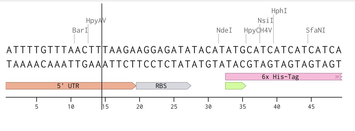 Benchling construct design — annotated His-SUMO-CecropinB cassette
