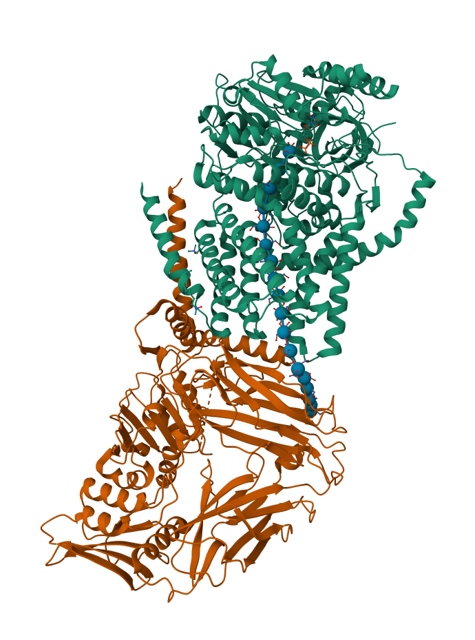 BcsA structure