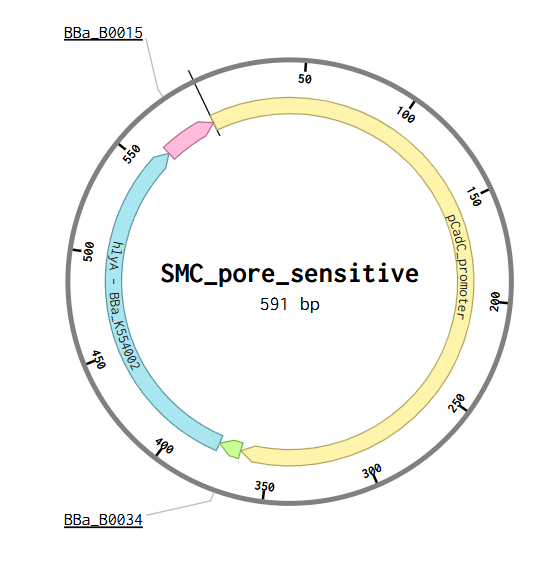 SMC_pore_sensitive