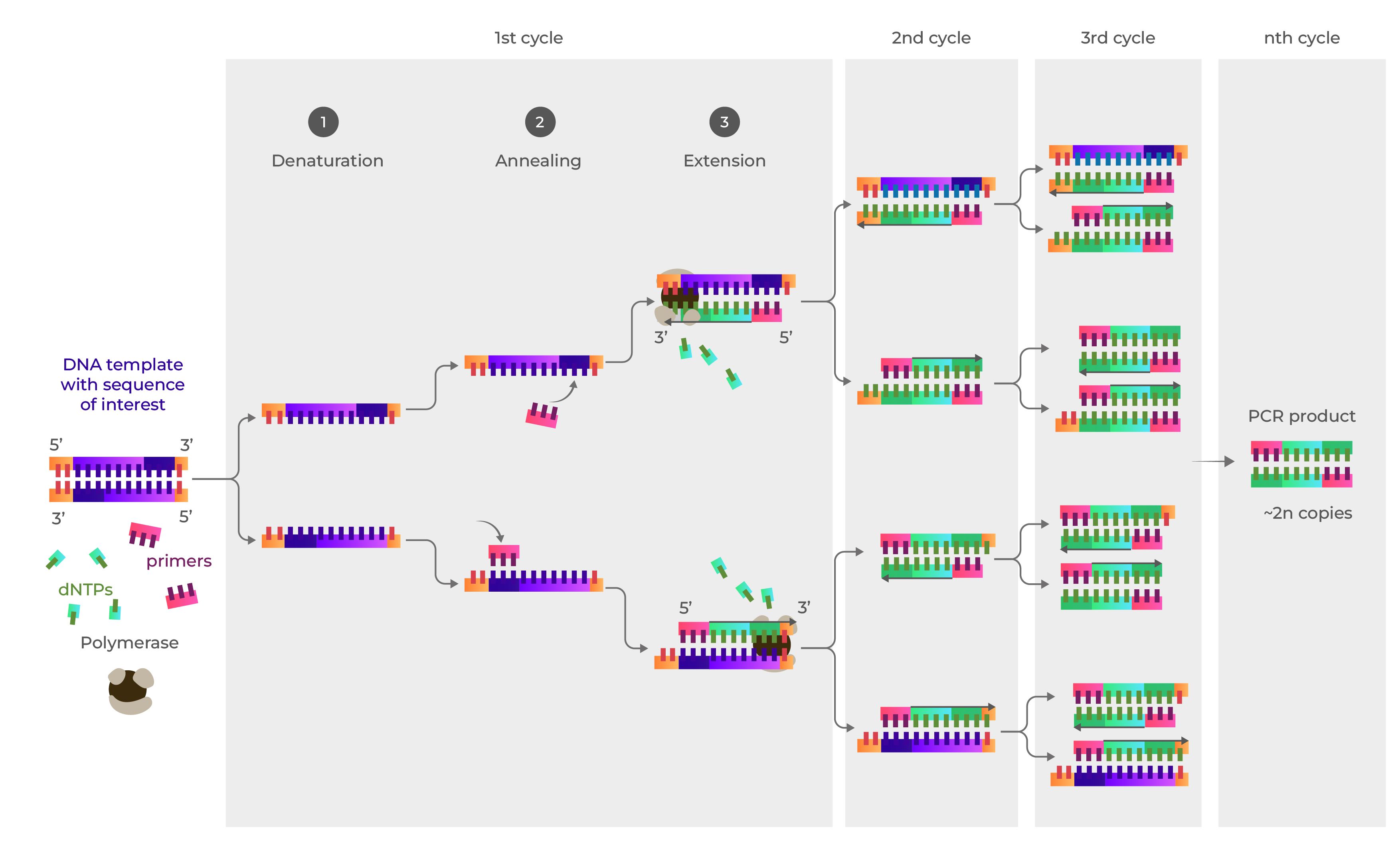 PCR Overview