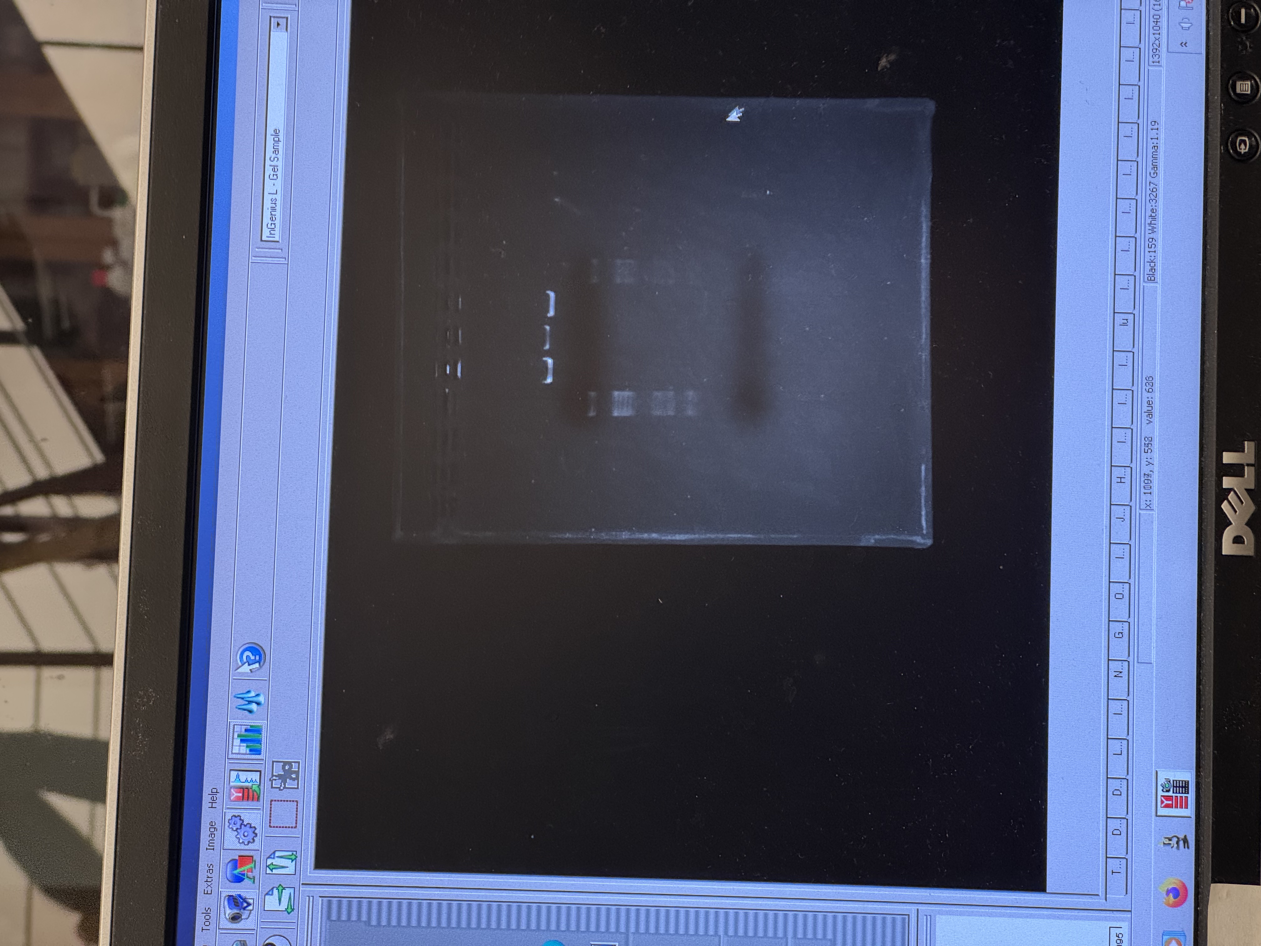 Final Gel Image 01