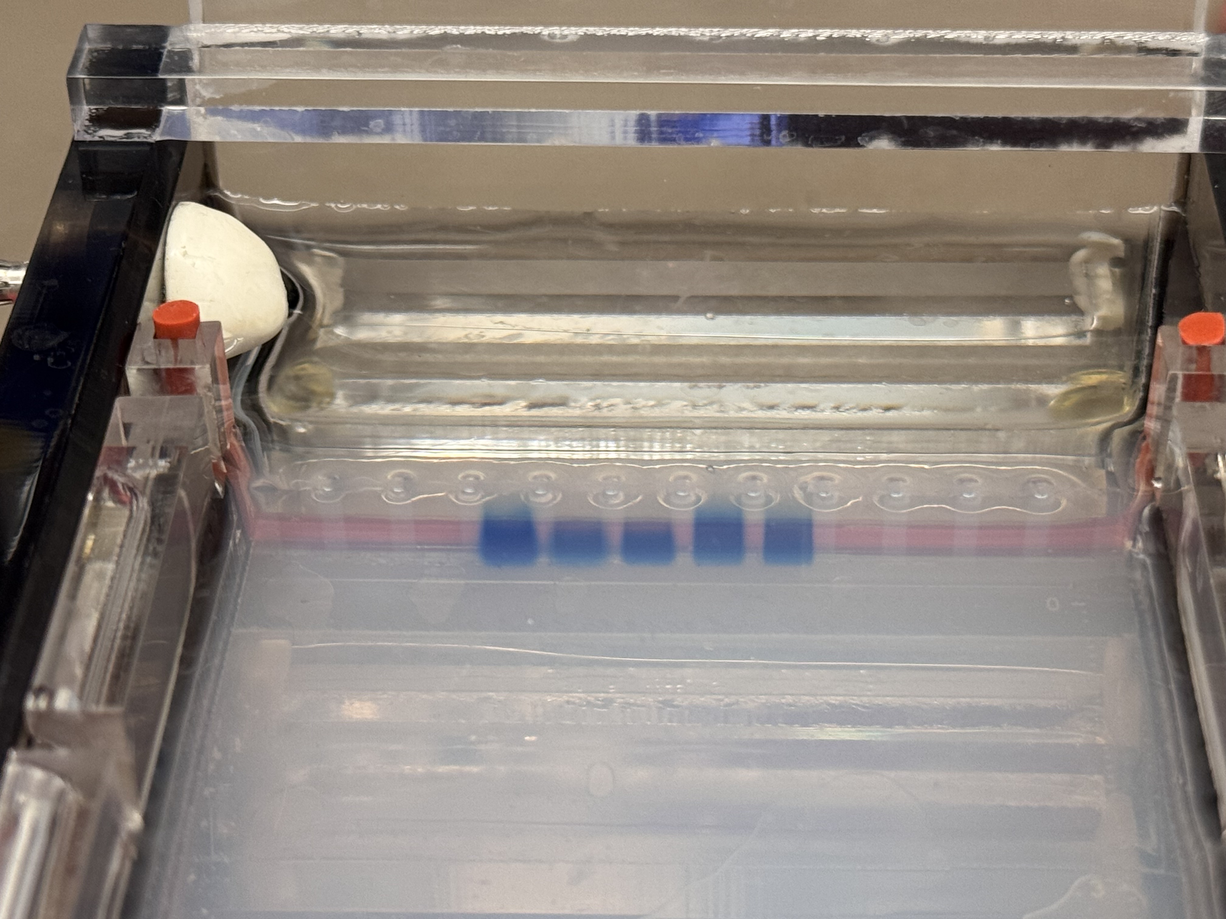 Gel Electrophoresis