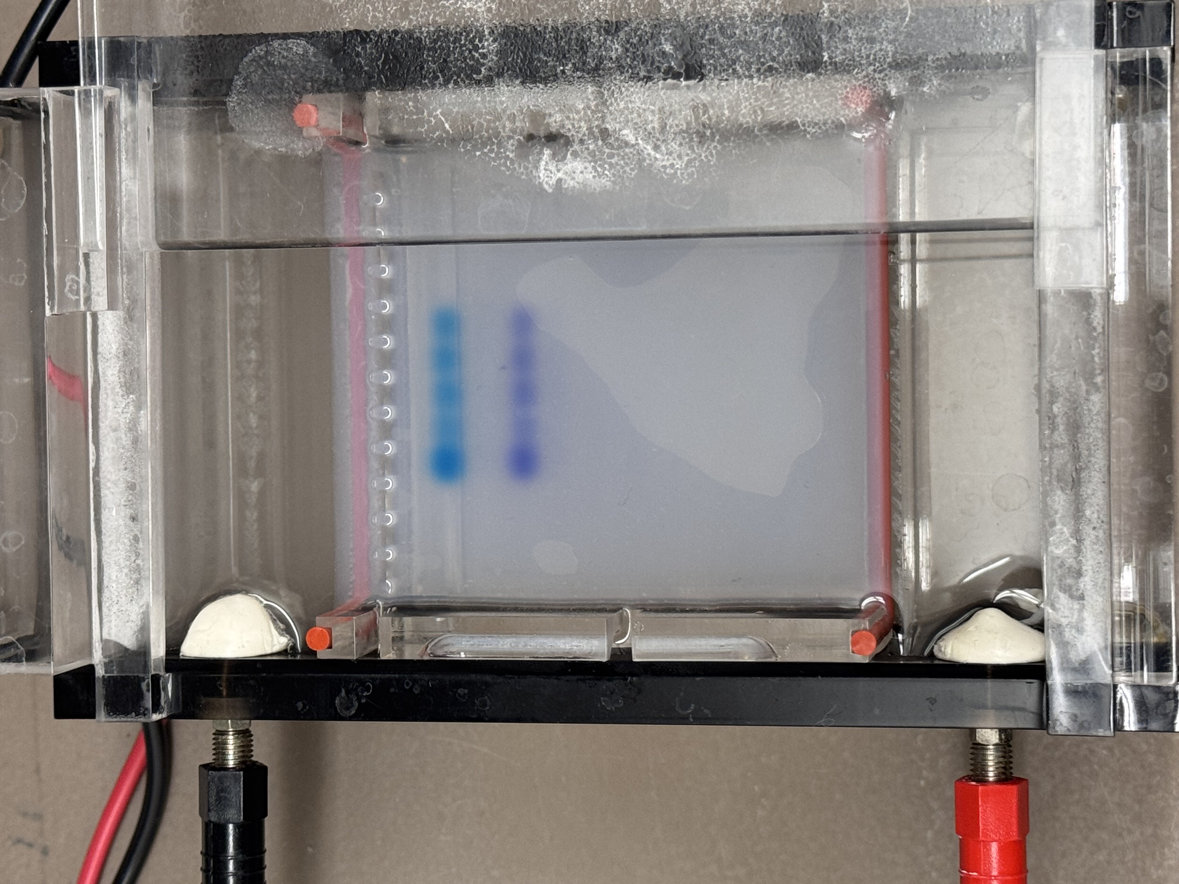 Gel Electrophoresis