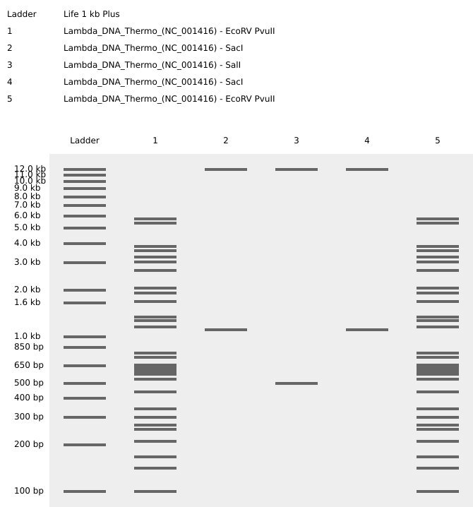 Benchling Virtual Gel