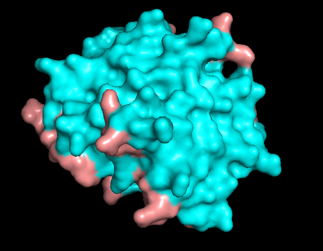 Surface representation of 5IZ2 with a visible shallow pocket