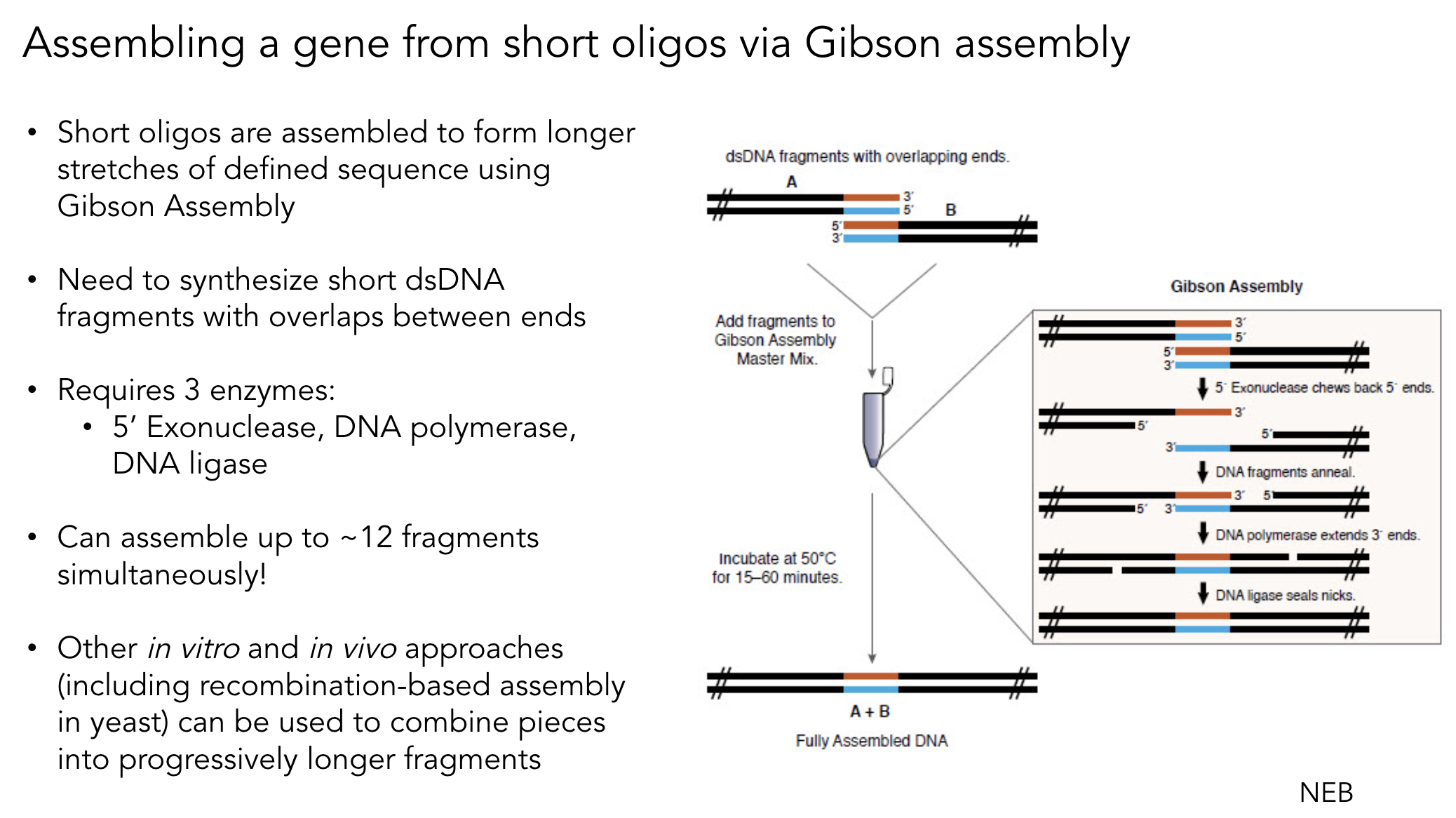 Gibson Assembly diagram