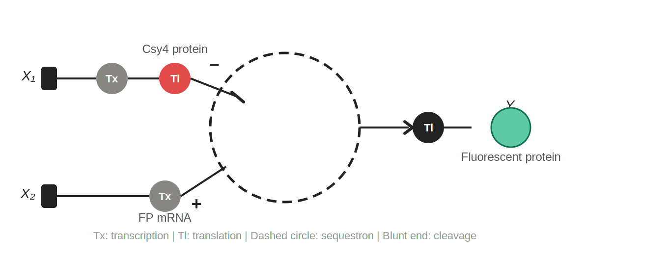 Single-layer intracellular perceptron where X1 encodes Csy4 endoribonuclease and X2 encodes a fluorescent protein whose mRNA is regulated by Csy4